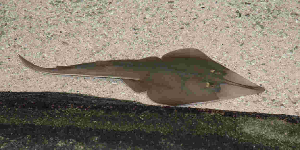 Geigenrochen
