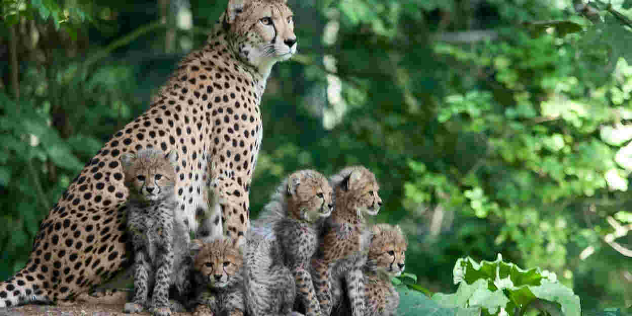 Geburtenplanung im Zoo