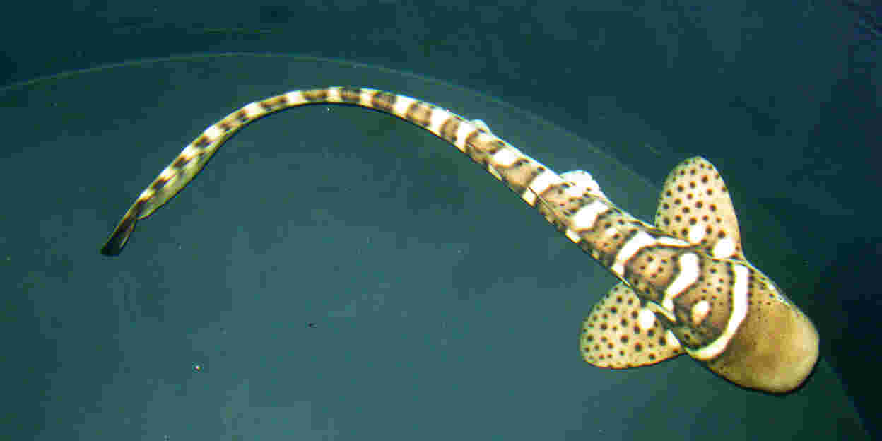 Leopard oder Zebra?