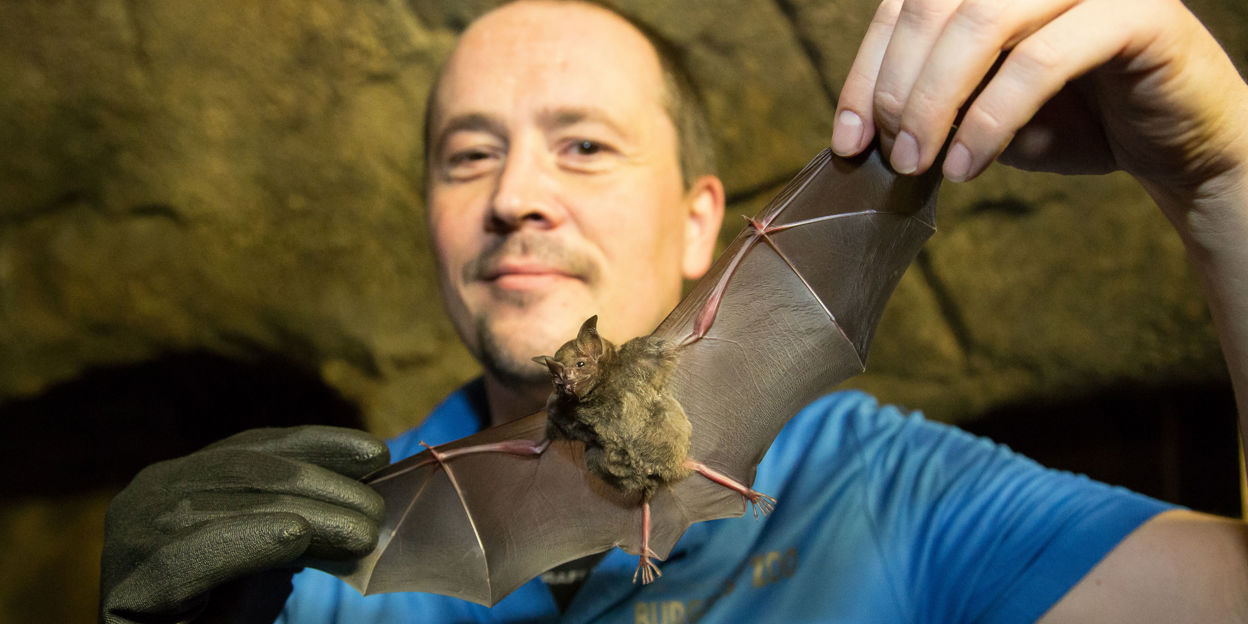 Fledermausmännchen arrangieren sich mit Junggesellendasein