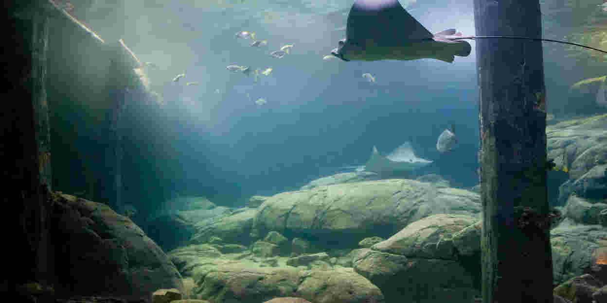 Ocean-Team fängt 21 Kilo schweren Adlerrochen