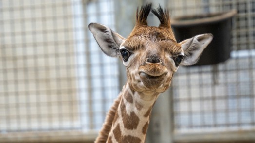 Giraffe im Burgers' Zoo bekommt erstmals Nachwuchs
