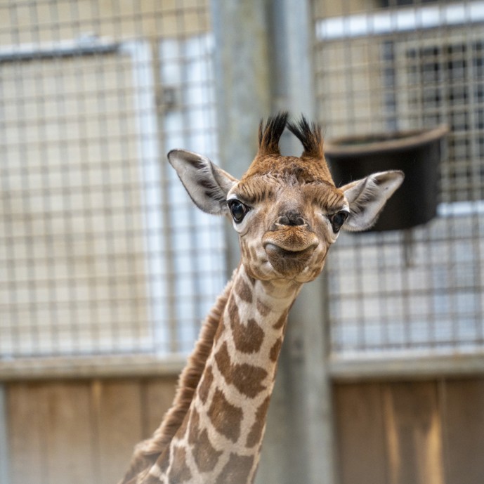 Giraffe im Burgers' Zoo bekommt erstmals Nachwuchs