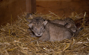 Arnheimer Löwin bringt Drillinge zur Welt