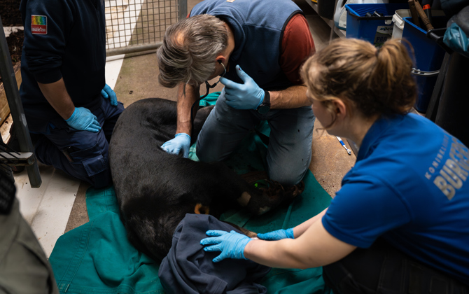 Maleisbären sollen zur fortpflanzung angeregt werden