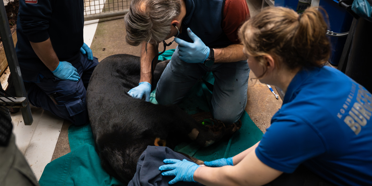 Maleisbären sollen zur fortpflanzung angeregt werden