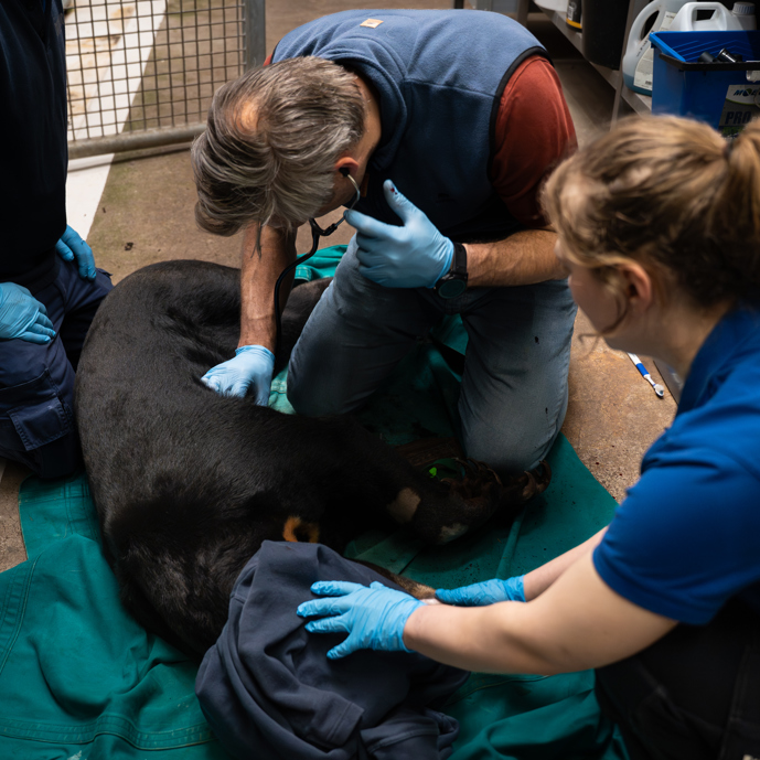 Maleisbären sollen zur fortpflanzung angeregt werden