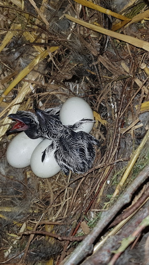 Brütende Rennkuckucke belohnen einfallsreiche Tierpfleger