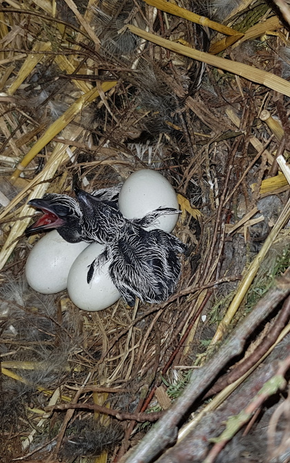 Brütende Rennkuckucke belohnen einfallsreiche Tierpfleger
