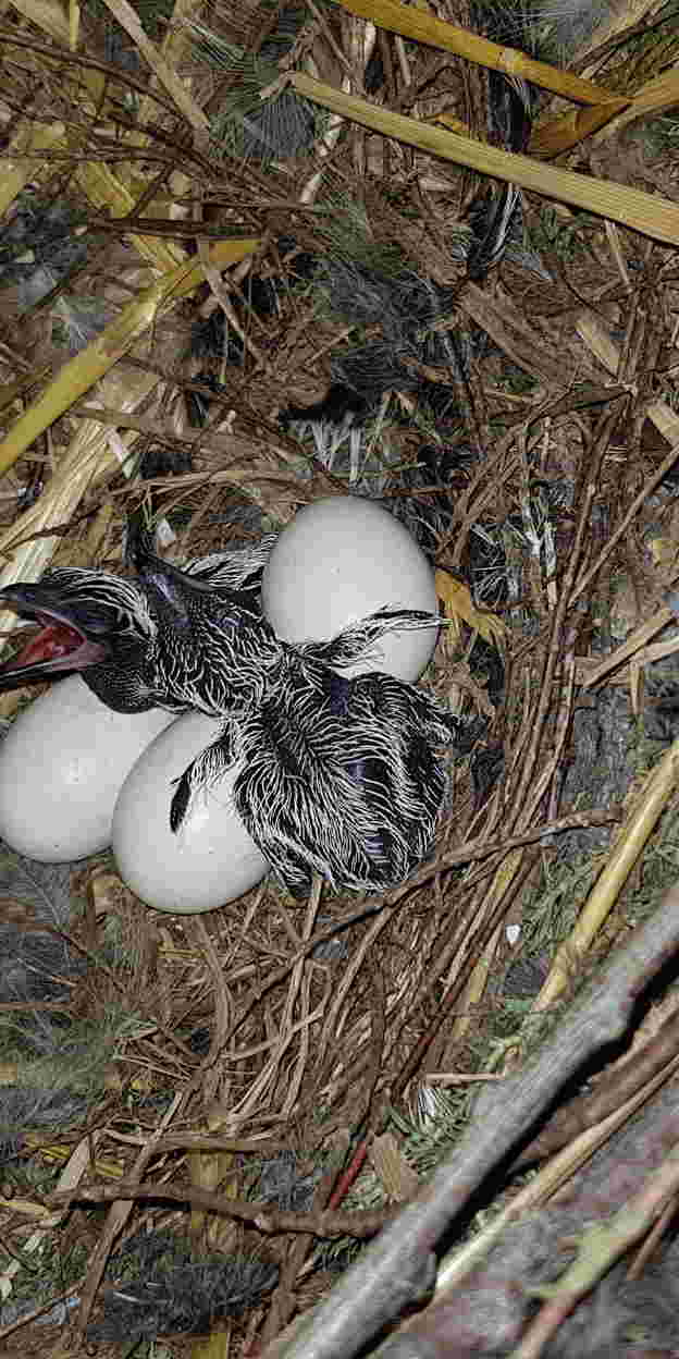 Brütende Rennkuckucke belohnen einfallsreiche Tierpfleger
