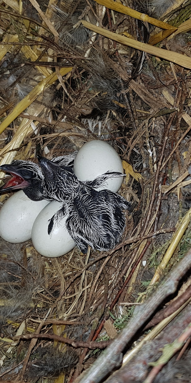 Brütende Rennkuckucke belohnen einfallsreiche Tierpfleger