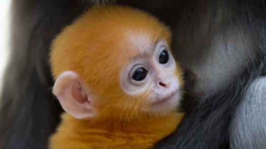 Oranger Brillenlangur kurz vor WM geboren!
