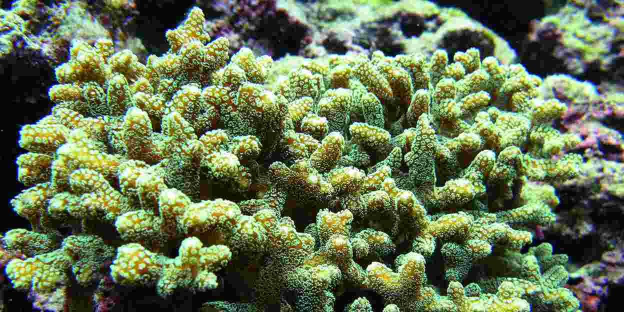 Zurück zur Basis: Korallen