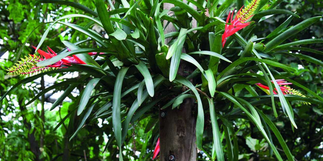 Der Regenwald im Wohnzimmer