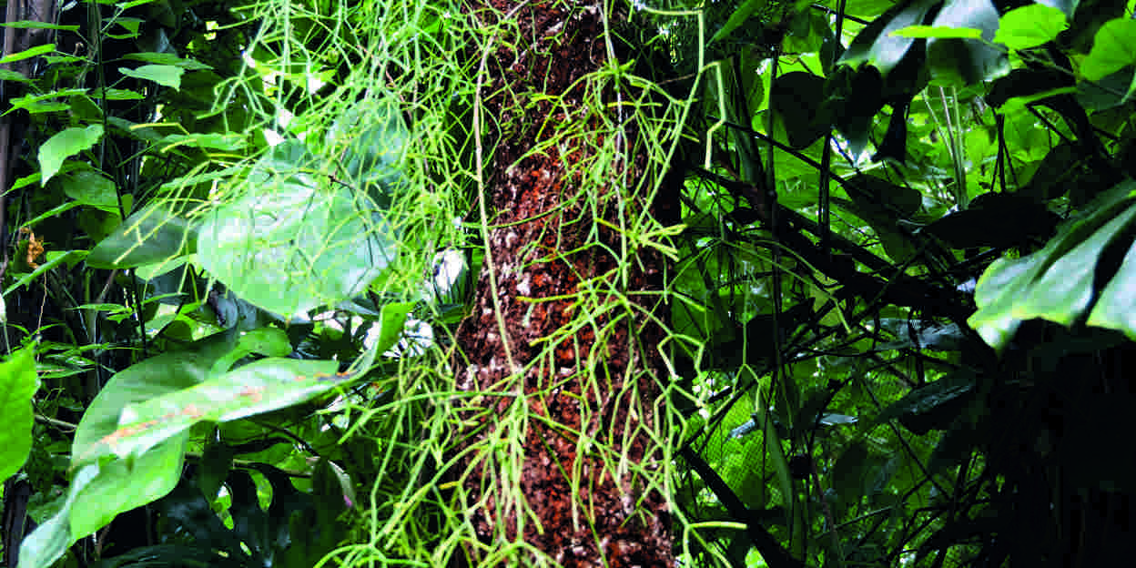 Rhipsalis, ein tropischer Kaktus