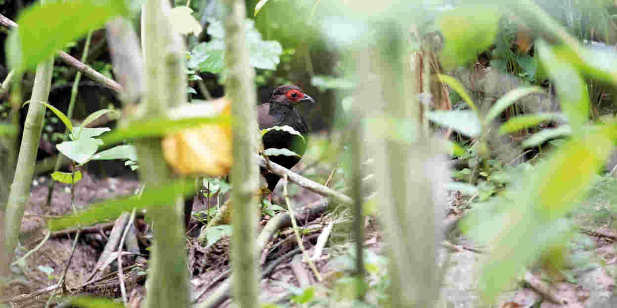 Ein Neuankömmling in Burgers’ Bush