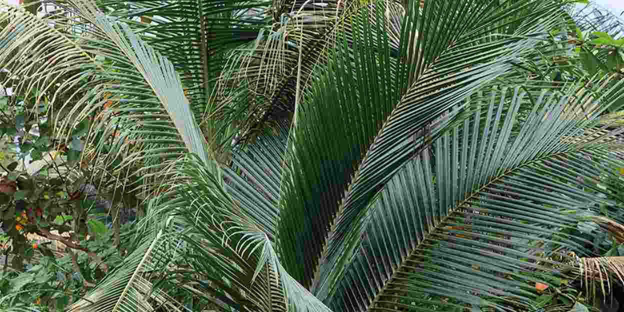 Tropische Träume unter Kokospalmen