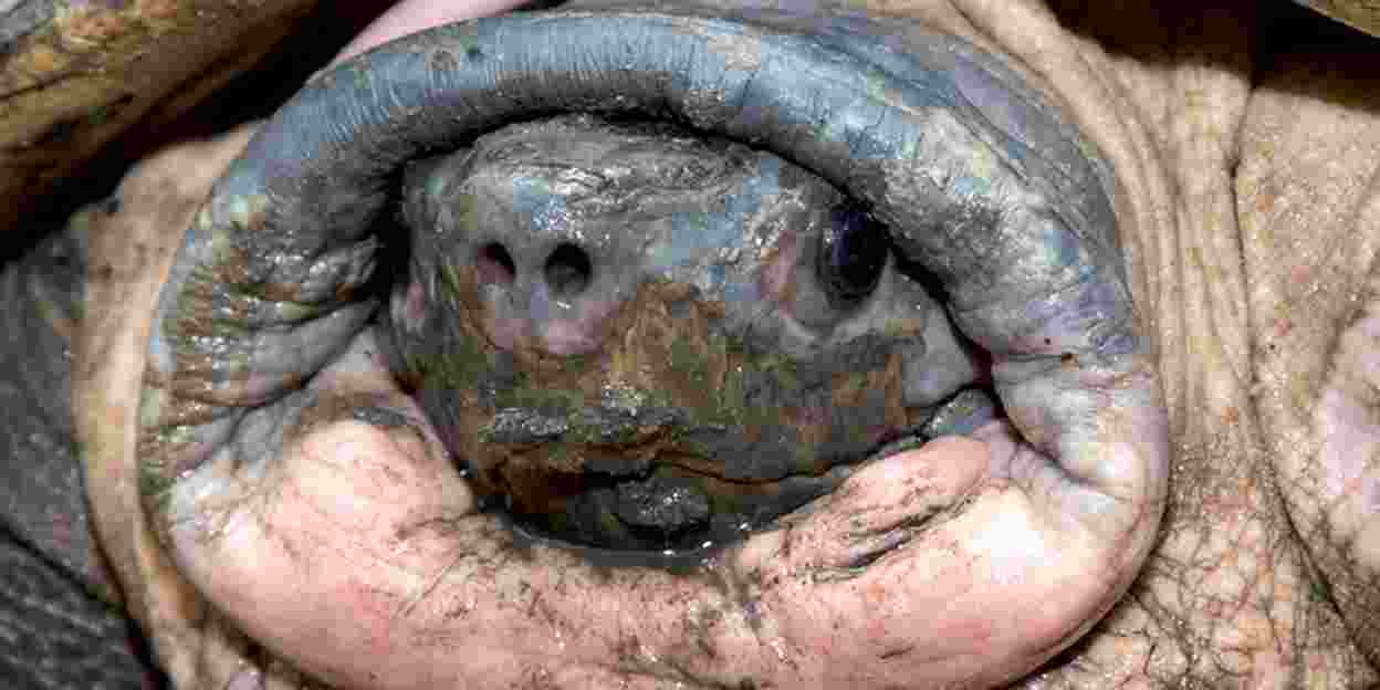 Die besondere Geschichte der Flussschildkröte aus Borneo