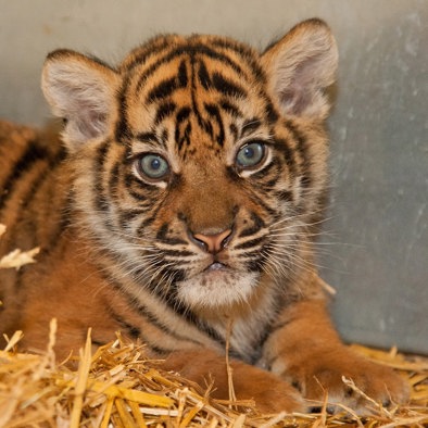 Über die Fortpflanzung