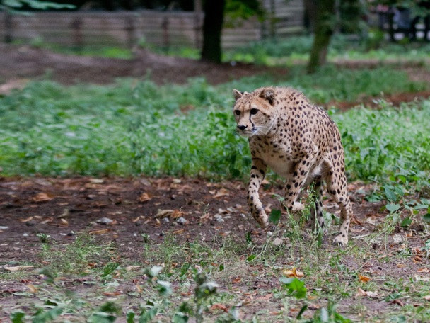 Besonderes Verhalten