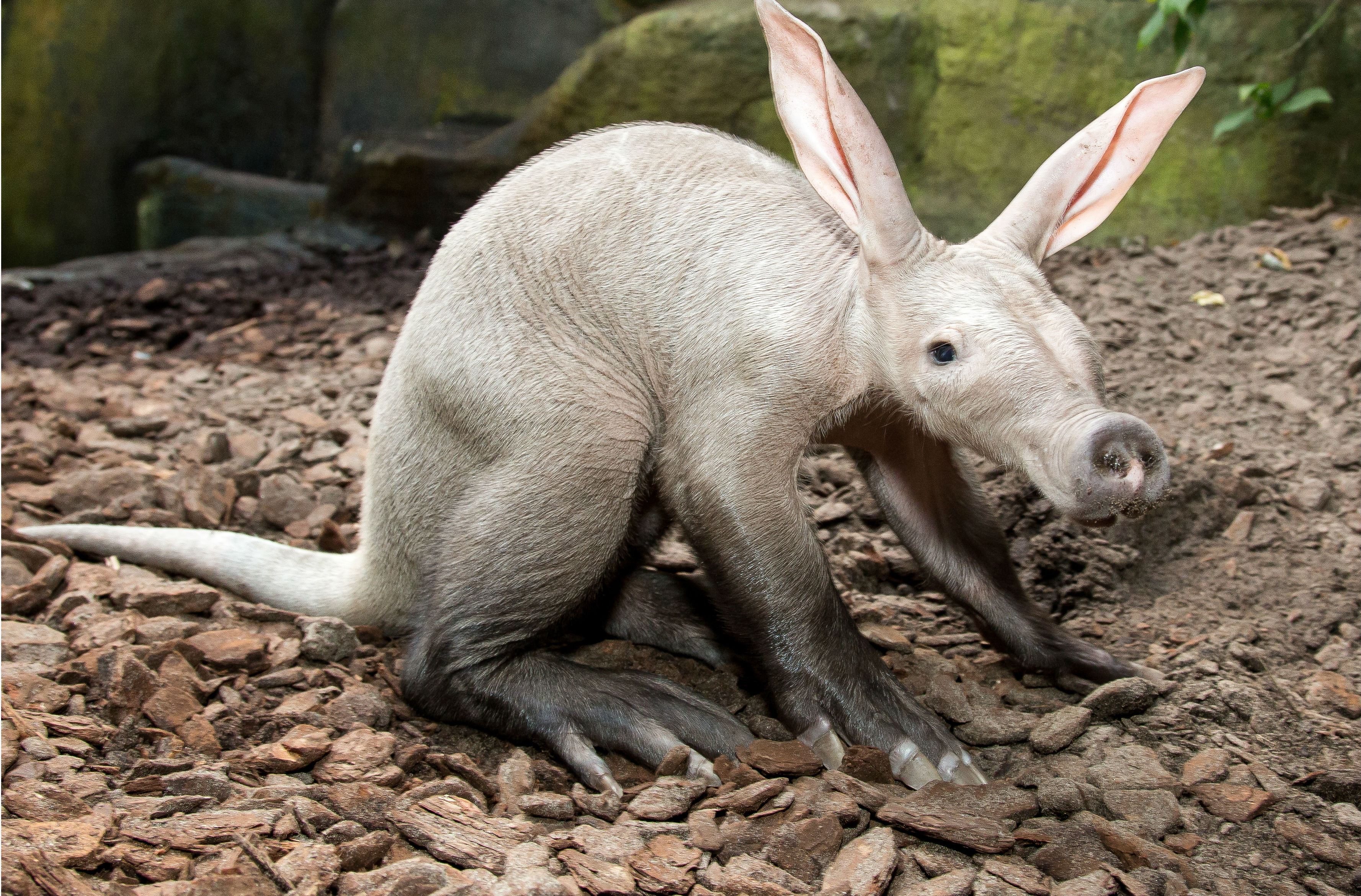 Erdferkel Burgers' Zoo Arnheim