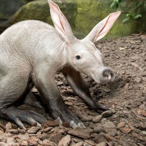 Erdferkel