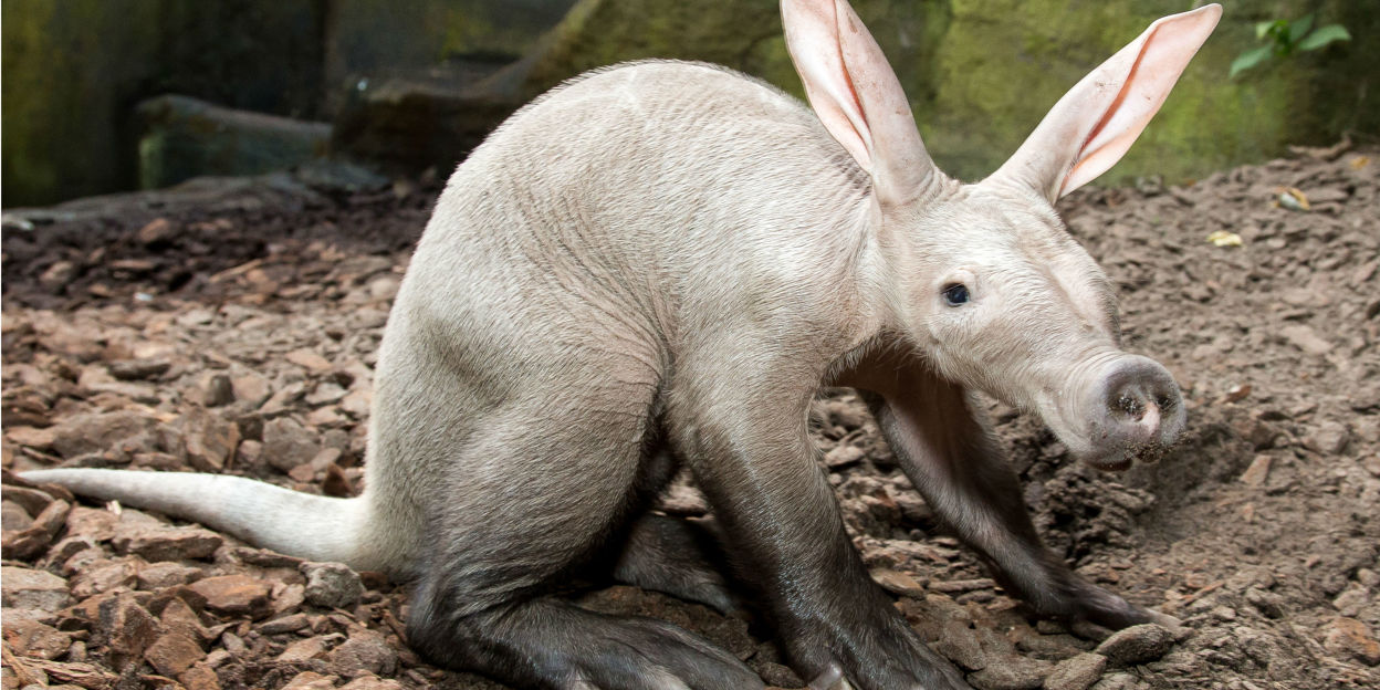 Ein besonderes Säugetier: das Erdferkel