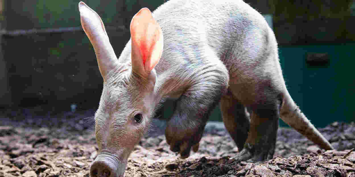 Erd(ferkel)verschiebung im Königlichen Burgers’ Zoo!