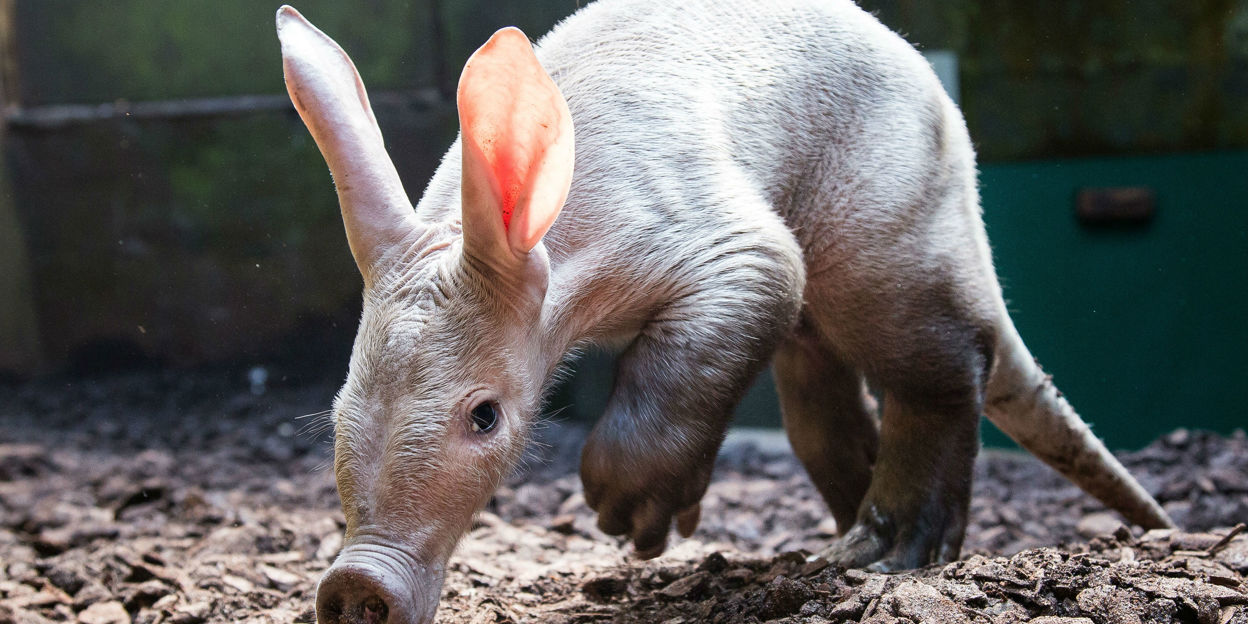 Erd(ferkel)verschiebung im Königlichen Burgers’ Zoo!