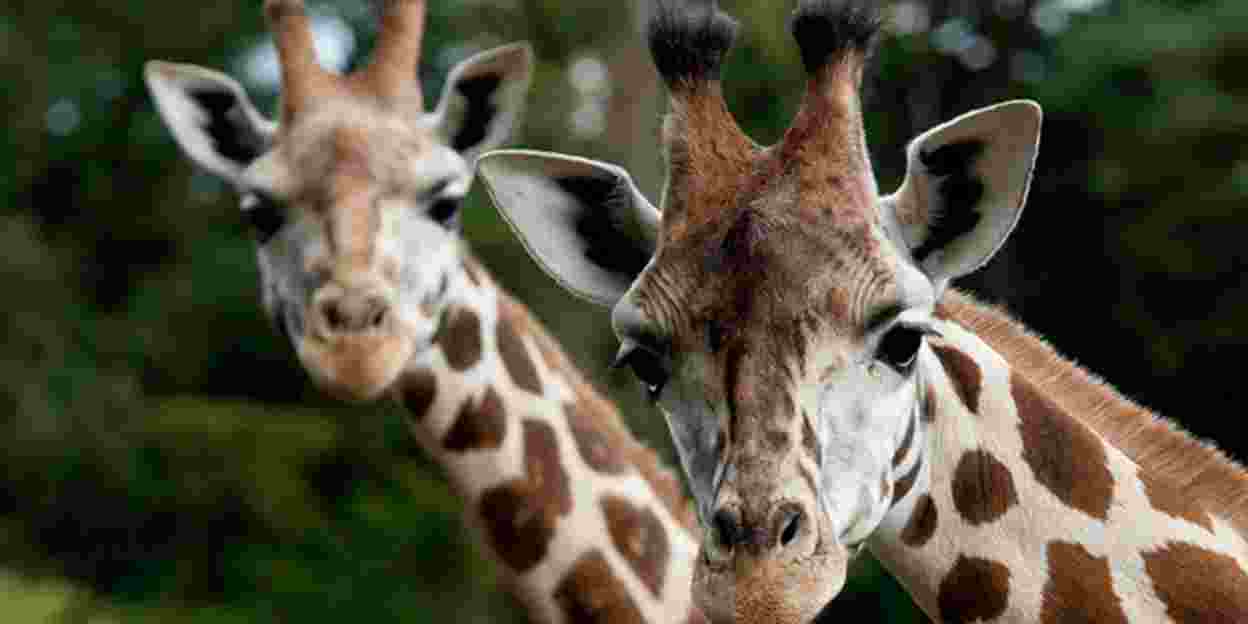 Besondere Tiertransporte: die Giraffe