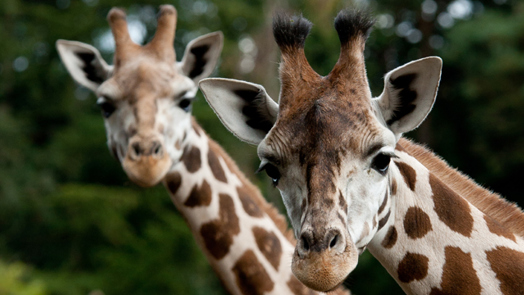 Besondere Tiertransporte: die Giraffe