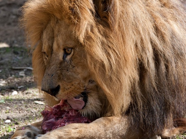 Besonderes Verhalten