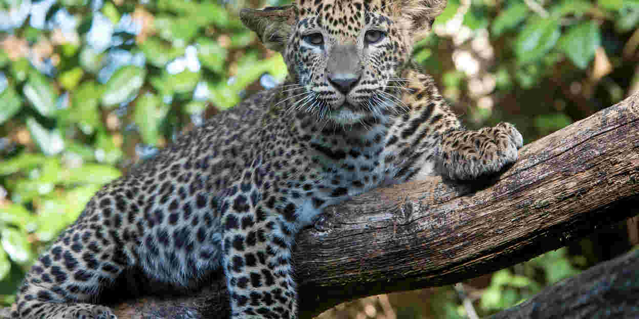 Tarnung bei Tieren: Anpassung an die Umgebung (Katzen)