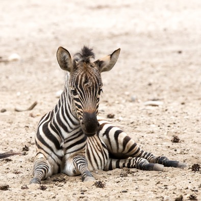 Über die Fortpflanzung