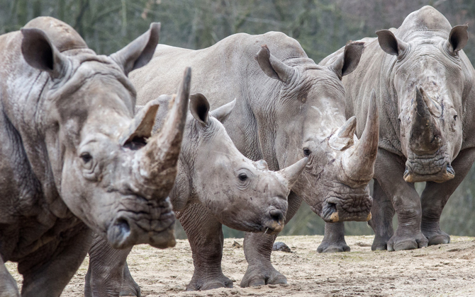 Ruben betreut Breitmaulnashörner