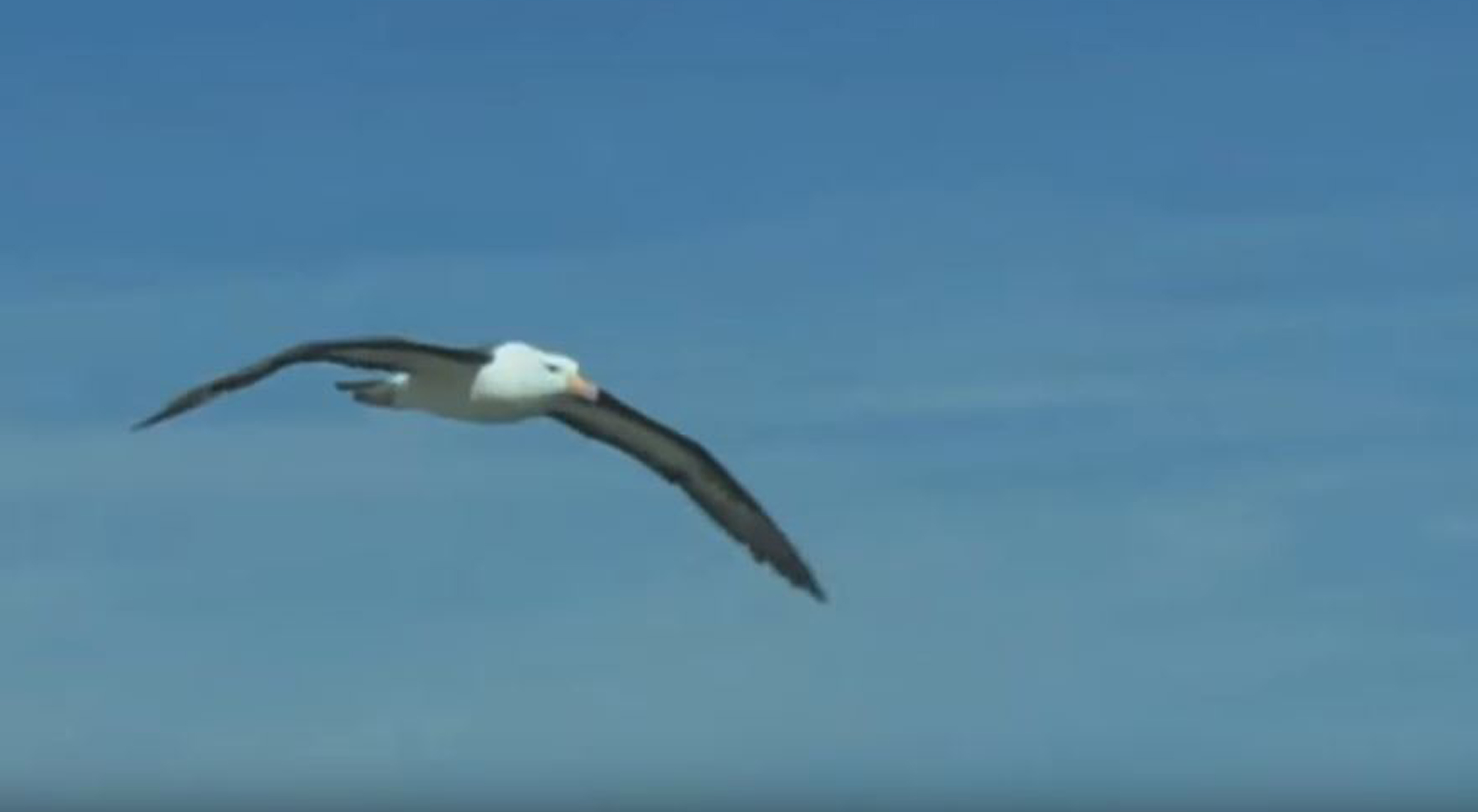 Albatrosse Gegen Hochseefischerei Schutzen