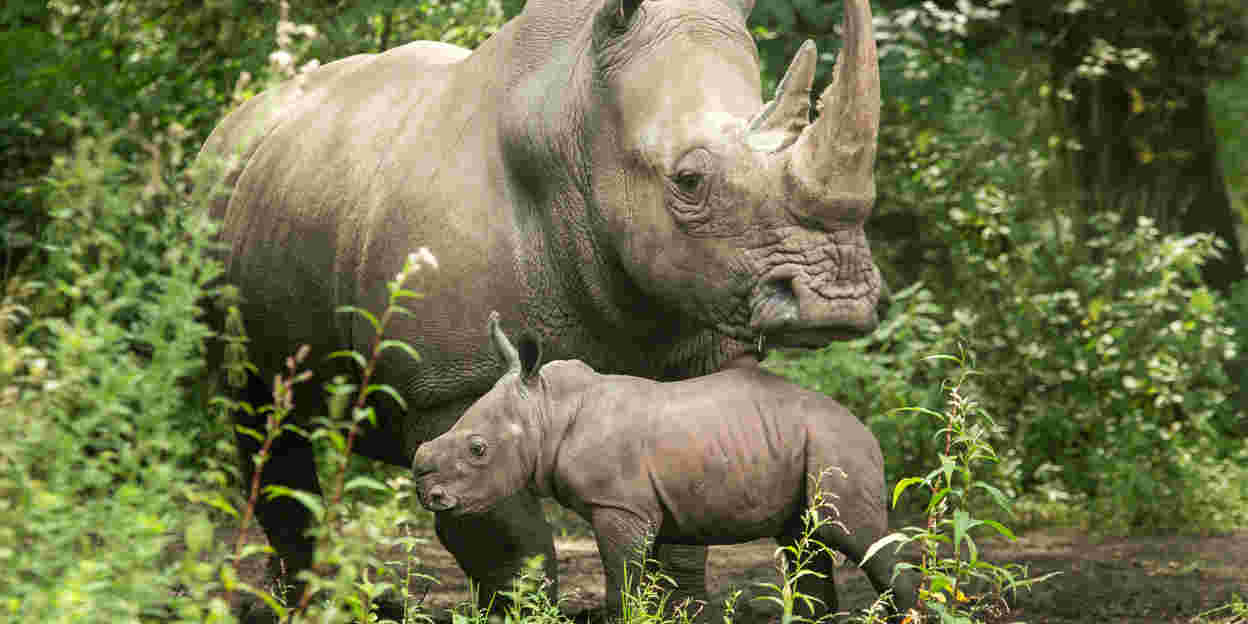 Dem keinen Nashorn Wiesje geht es ausgezeichnet!