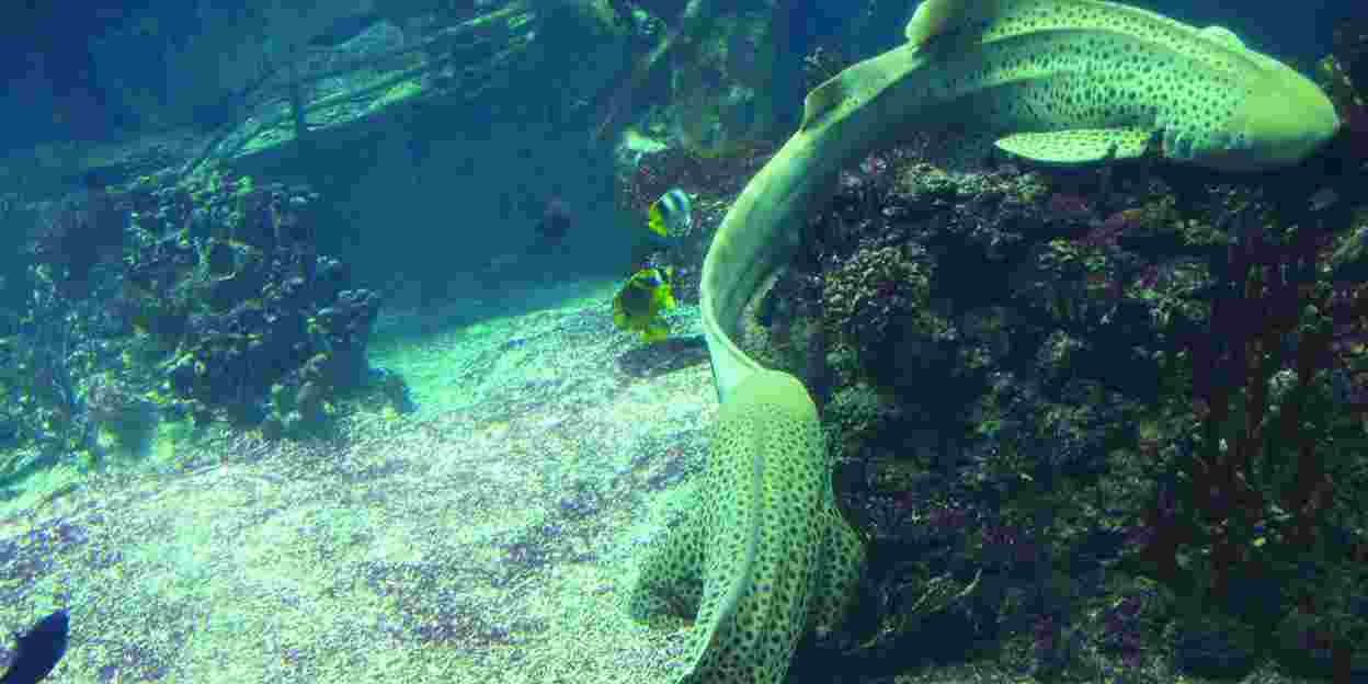 Burgers' Ocean heist 37 neue Tiere aus acht Arten Wilkommen