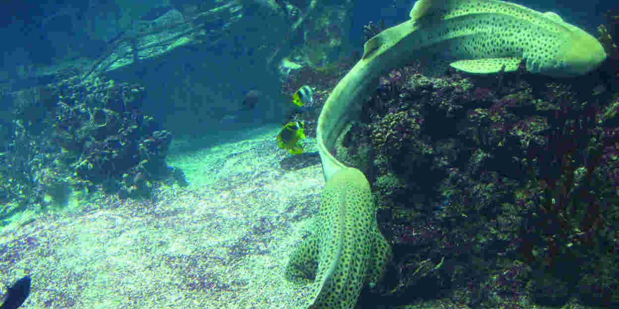 Burgers' Ocean heist 37 neue Tiere aus acht Arten Wilkommen