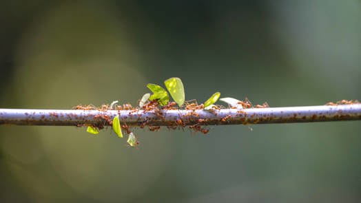 Neue Bewohner in Burgers’ Bush: Blattschneiderameisen