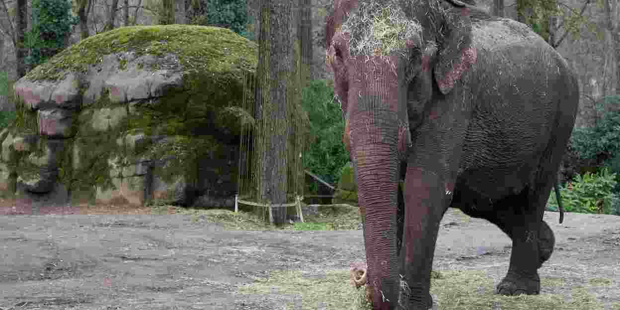Zoo(m): Der Arnheimer Tierpark gewährt Einblick in seine vielfältigen Aufgaben: olifant