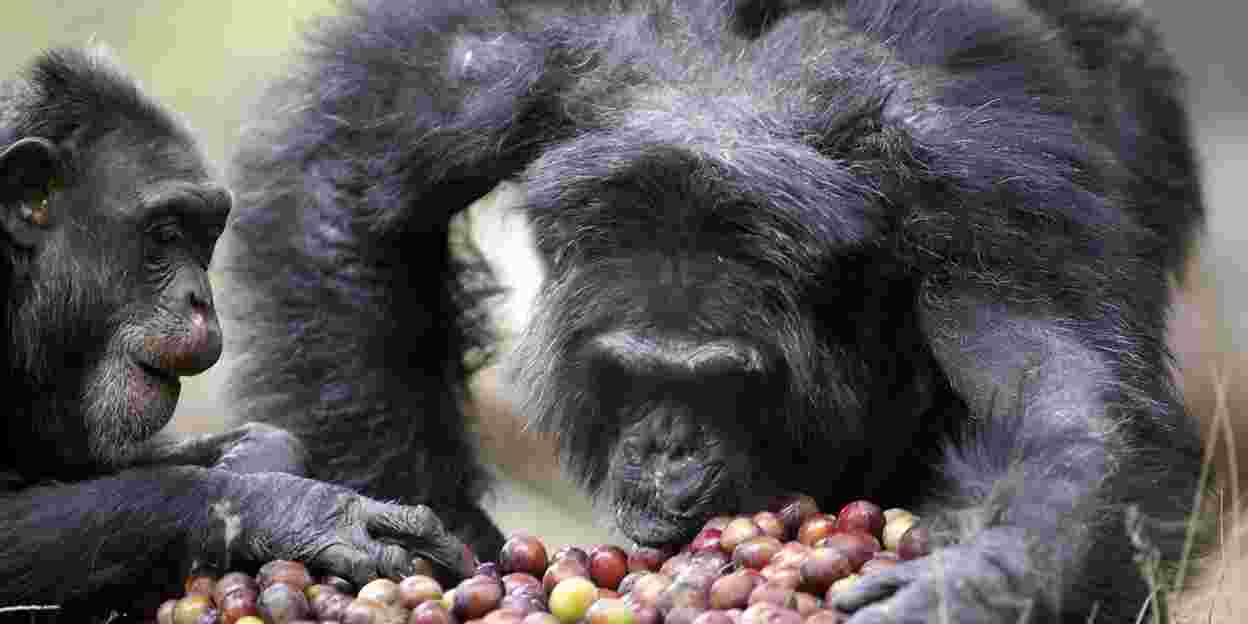 Futterspender für die Schimpansen