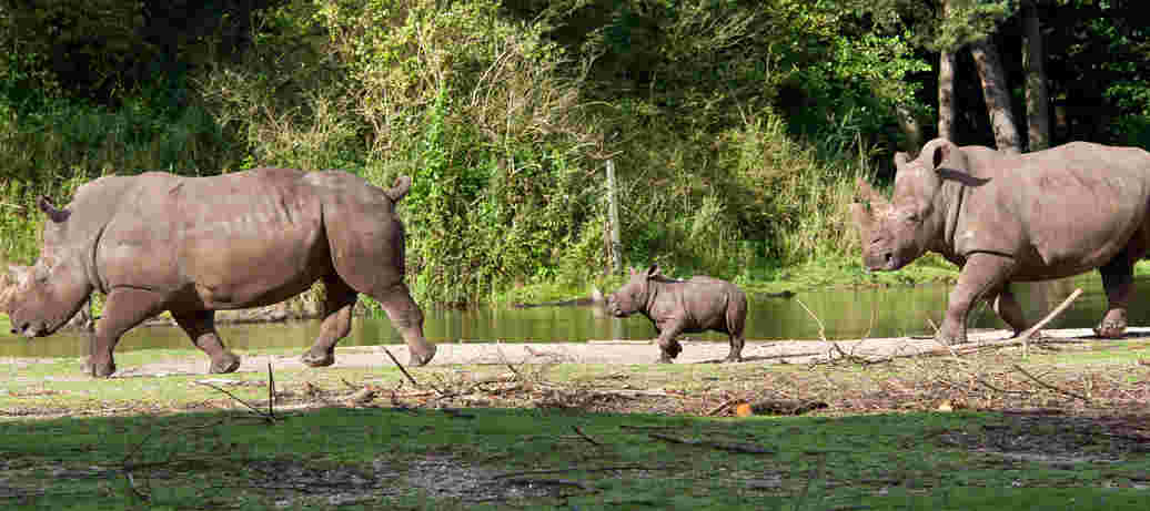 Melden Sie sich für den Newsletter vom Burgers‘ Zoo an
