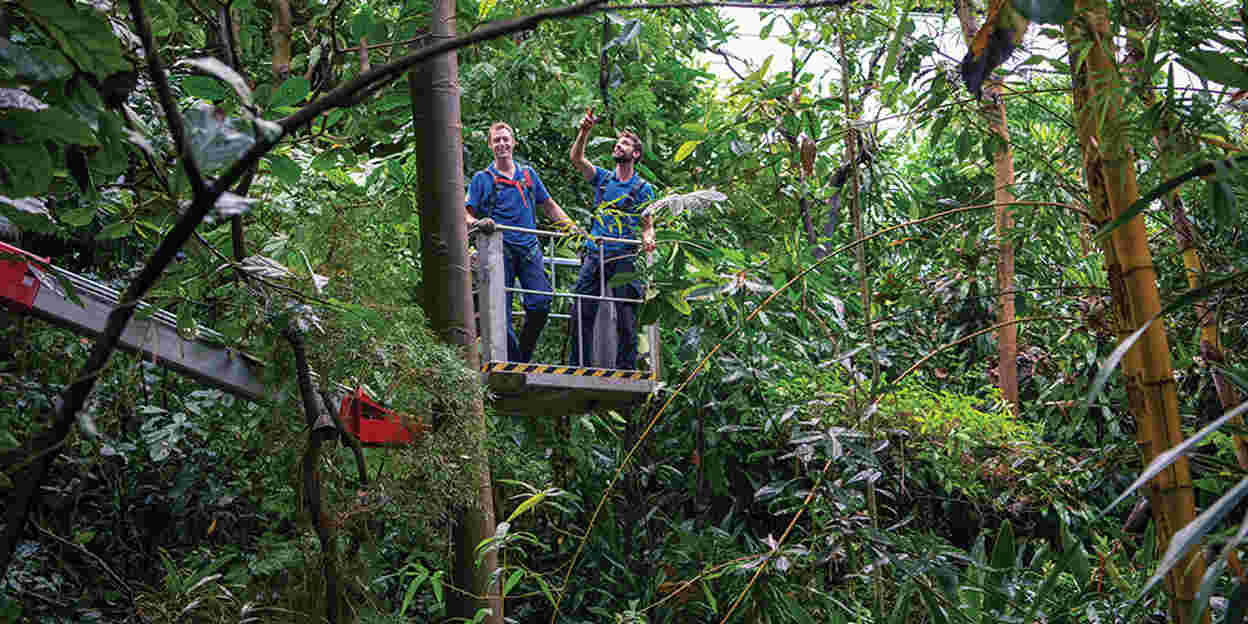 Der regulierte Regenwald