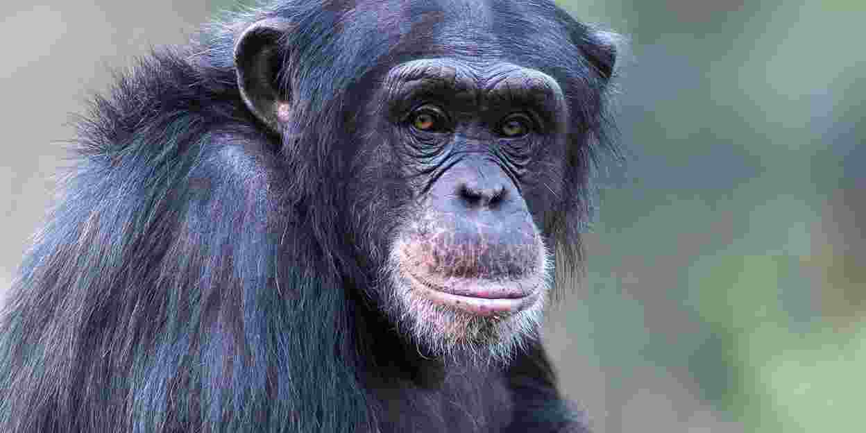 Kultur bei Schimpansen: im Kongo und in Arnheim