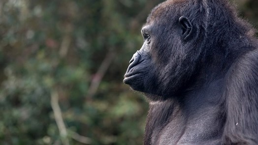 Handaufzucht bei Gorillas