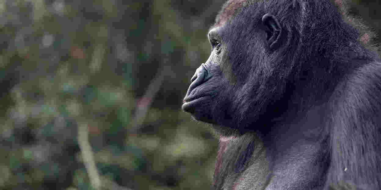 Handaufzucht bei Gorillas