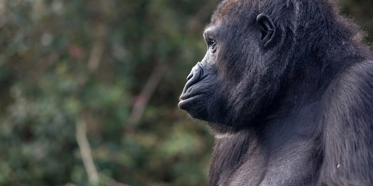 Handaufzucht bei Gorillas