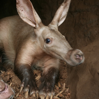 Bedrohung und Schutz 