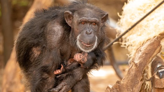 Weltberühmte schimpansin hat ein junges geboren 